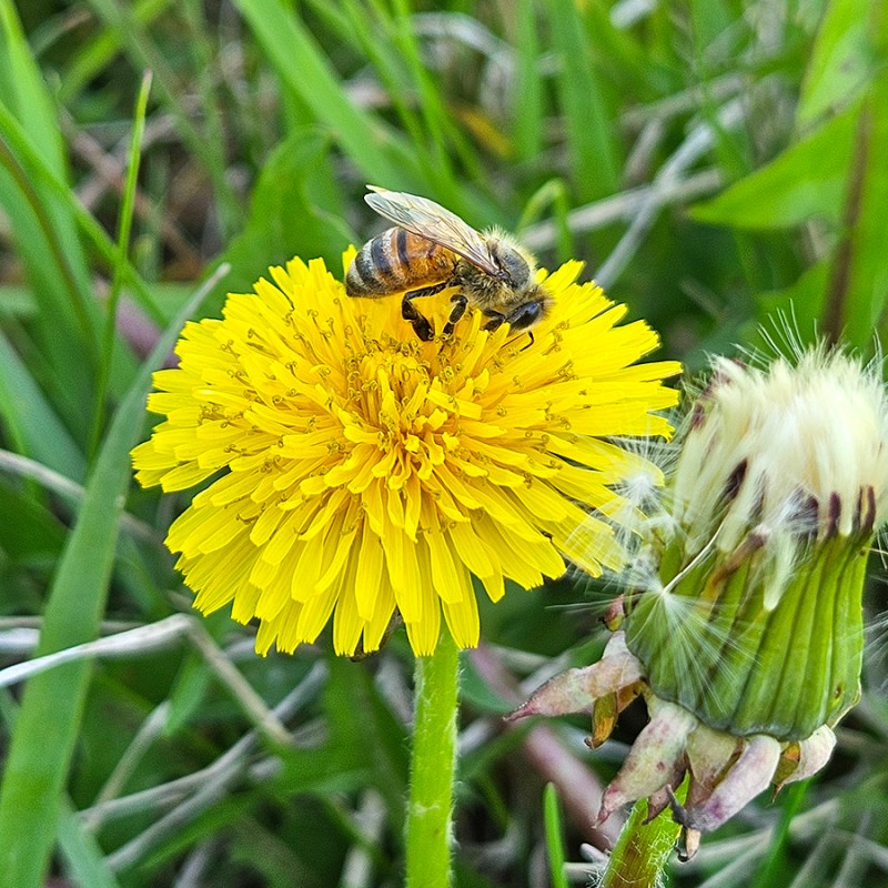 A honeybee on a dandelion bloom