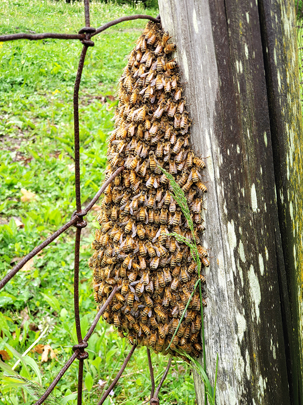A swarm of bees on a fence post - Bringing In Bees