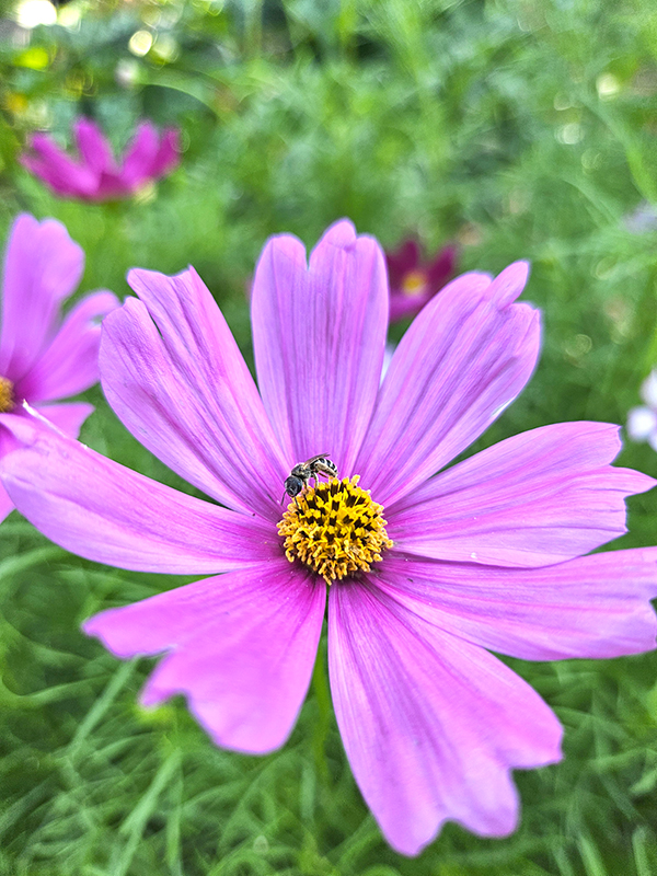 A sweat bee on a cosmos bloom - Bringing In Bees