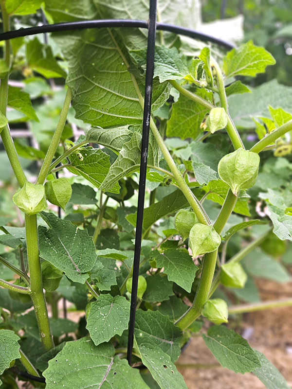 A ground cherry plant