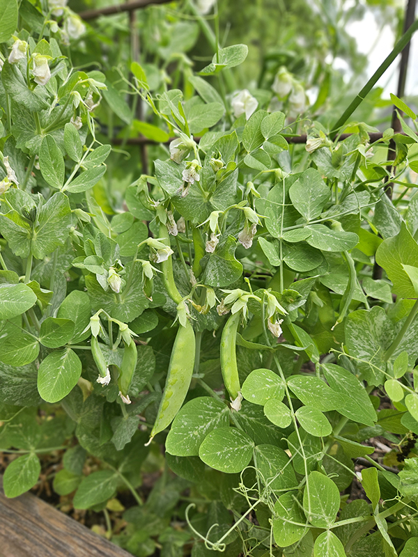 Sugar snap peas - Buying Garden Seeds Online