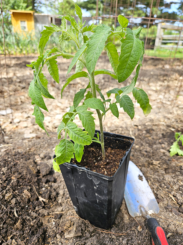 A tomato seedling