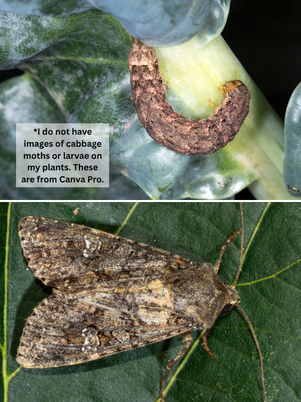 Cabbage moths and larvae - Cabbage Moths, Loopers & Butterflies