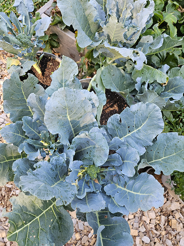 Holes in the leaves of broccoli plants