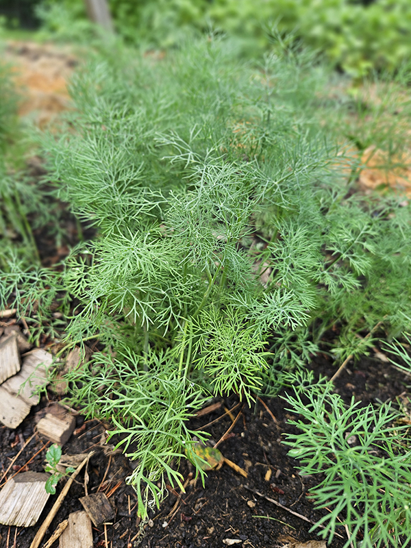 Young dill plants