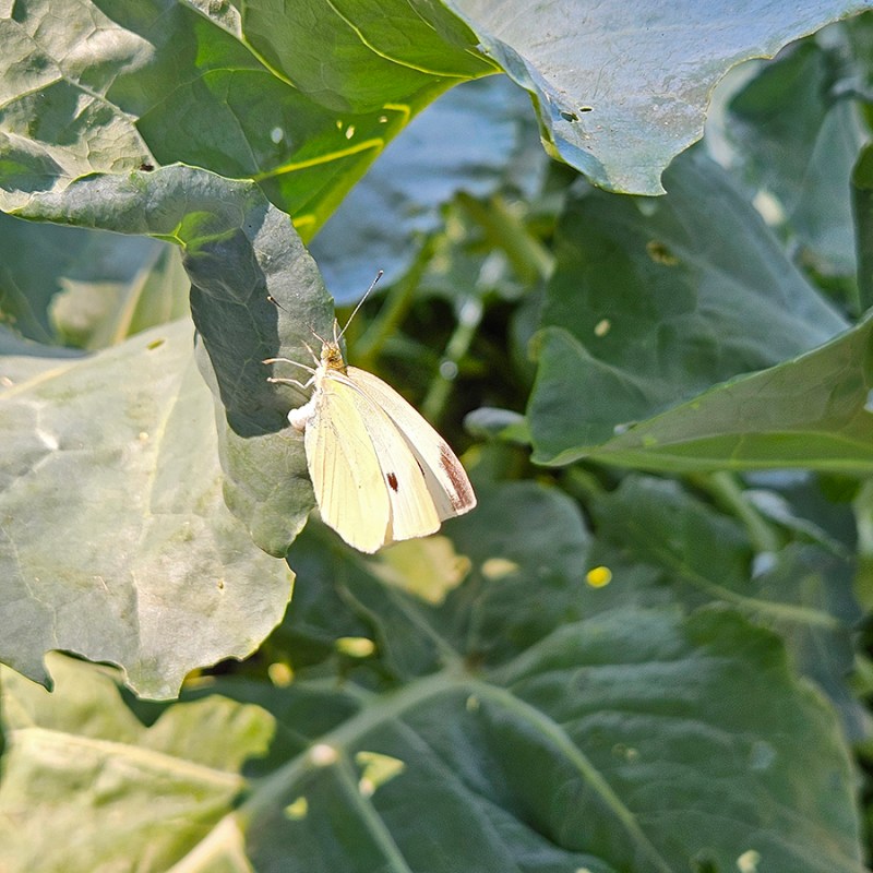 A cabbage butterfly and an egg on a broccoli leaf - Cabbage moths, loopers and butterflies 