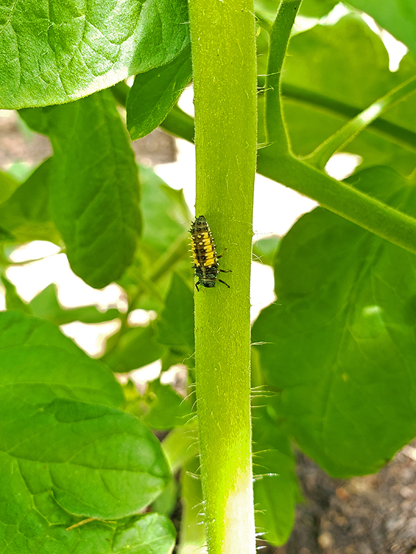 Asian lady beetle larva