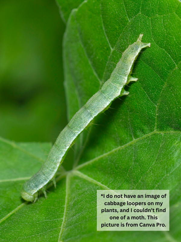 Cabbage Looper Larvae - Cabbage Moths, Loopers & Butterflies