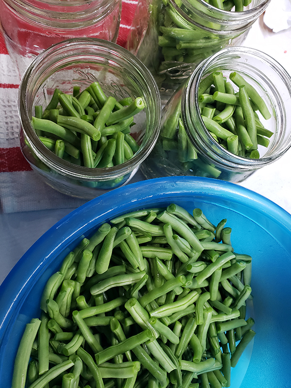 green beans getting ready to be canned