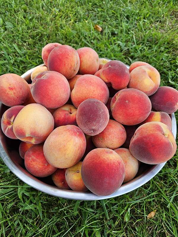 A bowl full of peaches