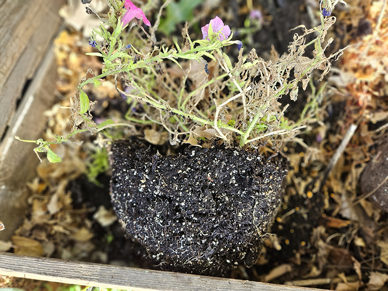 A dead potted plant in a compost bin.
