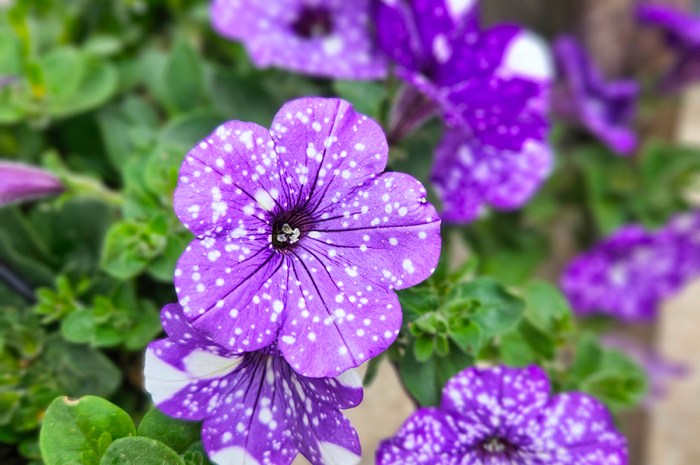 Caring For Petunias – One Of The Most Popular Flowering Annuals