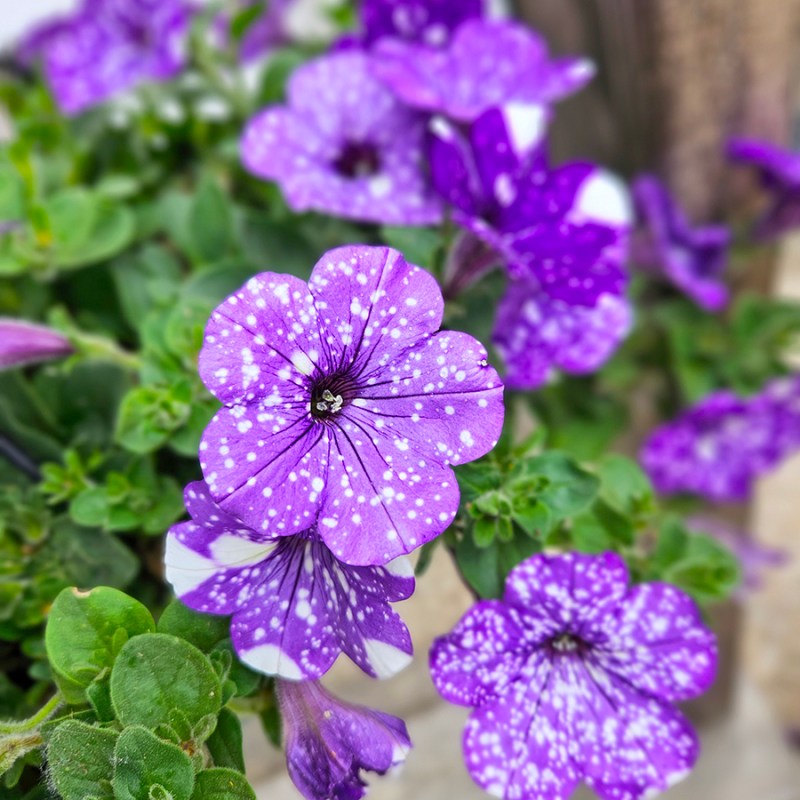 Petunias. Cuidados De Esta Planta En El Jardín O En Maceta - Foto 5