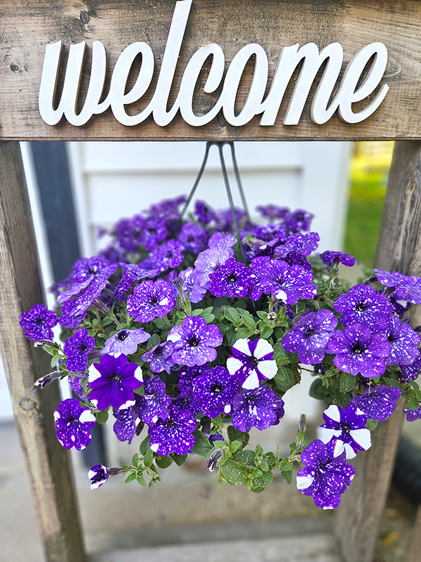 Night Sky petunias in a hanging basket - Caring for petunias