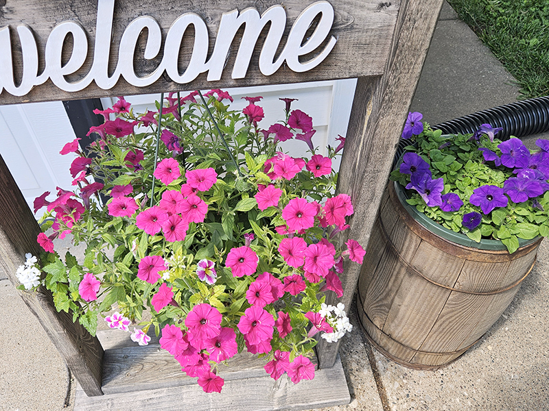Different flowers blooming in pink and purple