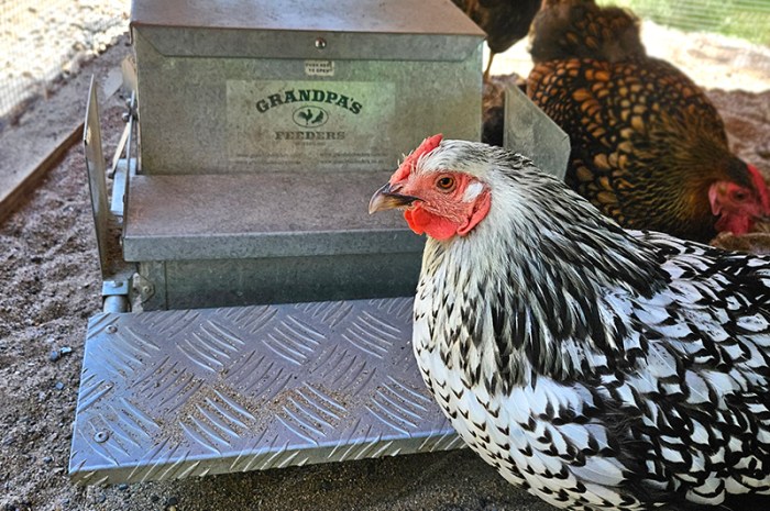 4 Must-Have Products For Raising Chickens For Busy Families