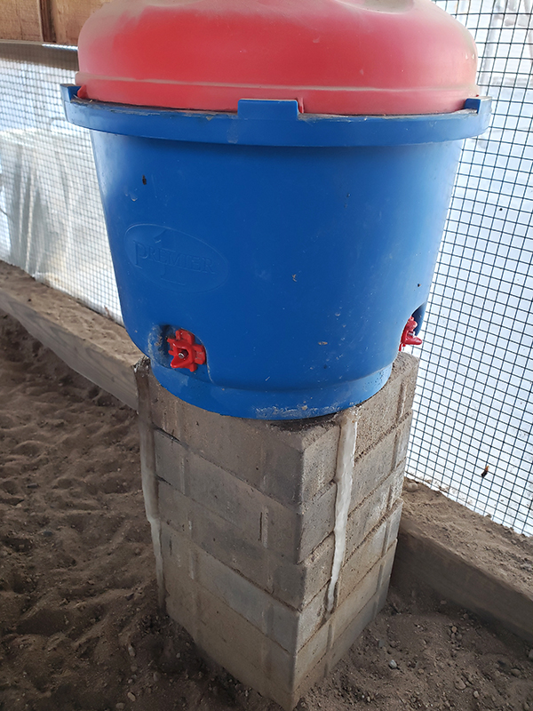 A heated chicken waterer sitting on top of bricks - a product you should have if you are raising chickens in places with cold climates.