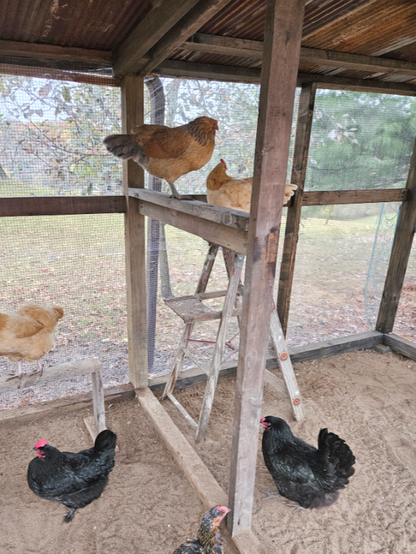 Chickens in a covered chicken run