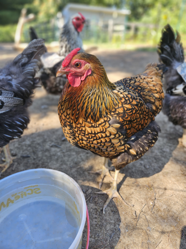 A bucket of fresh water and hens