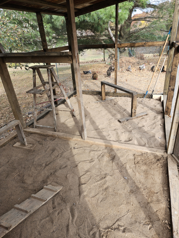 A clean chicken run - Summer Chicken Care Checklist