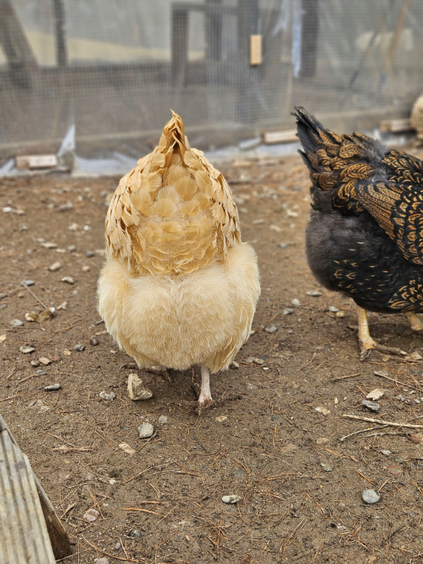 A clean chicken butt - Summer Chicken Care Checklist
