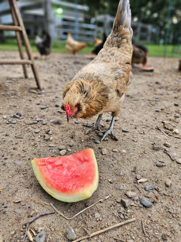 A hen eating from a chicken rind.