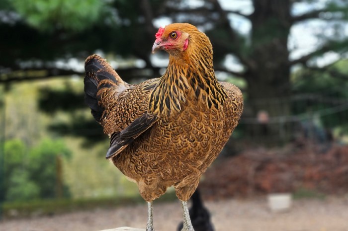 Summer Chicken Care Checklist: Keep Backyard Chickens Safe
