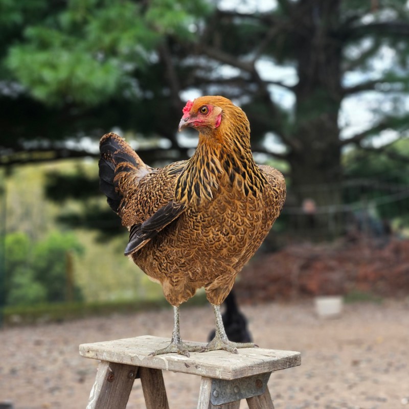 Summer Chicken Care Checklist - A hen standing on a small ladder
