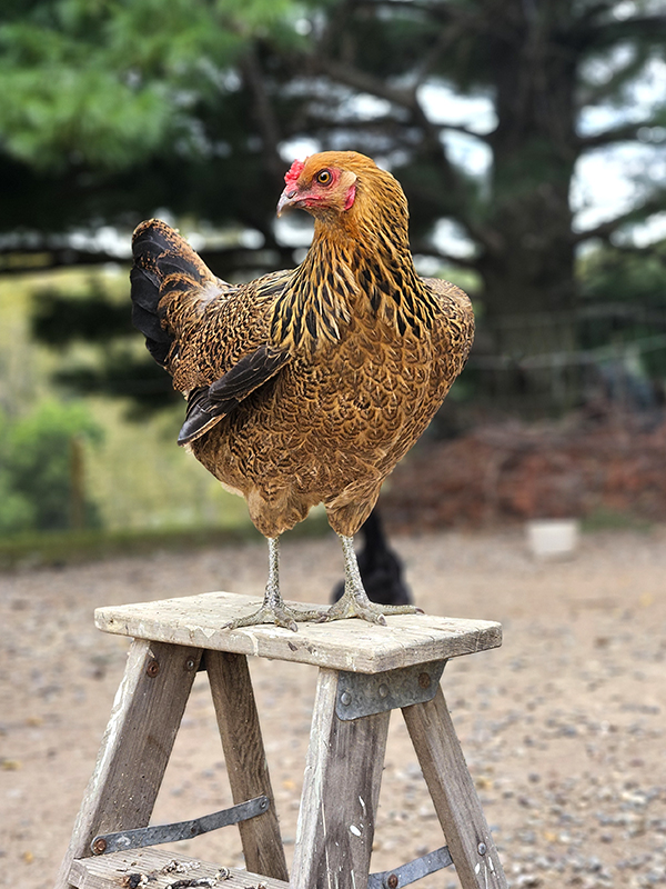 A chicken stand on a small ladder - Keeping Chickens Cool