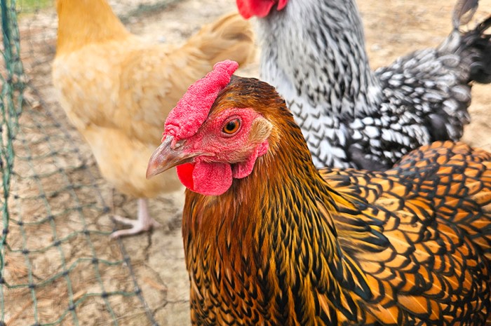 Keeping Chickens Cool – Caring For Chickens During The Summer