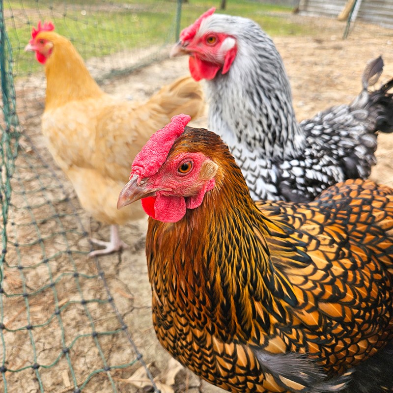 There different breeds of healthy chickens - Keeping Chickens Cool