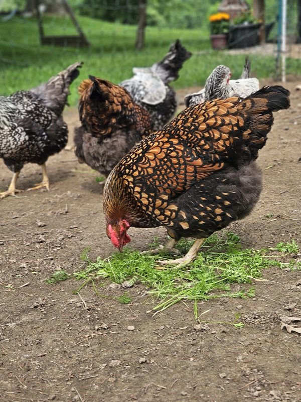 Carrot tops being eaten by hens