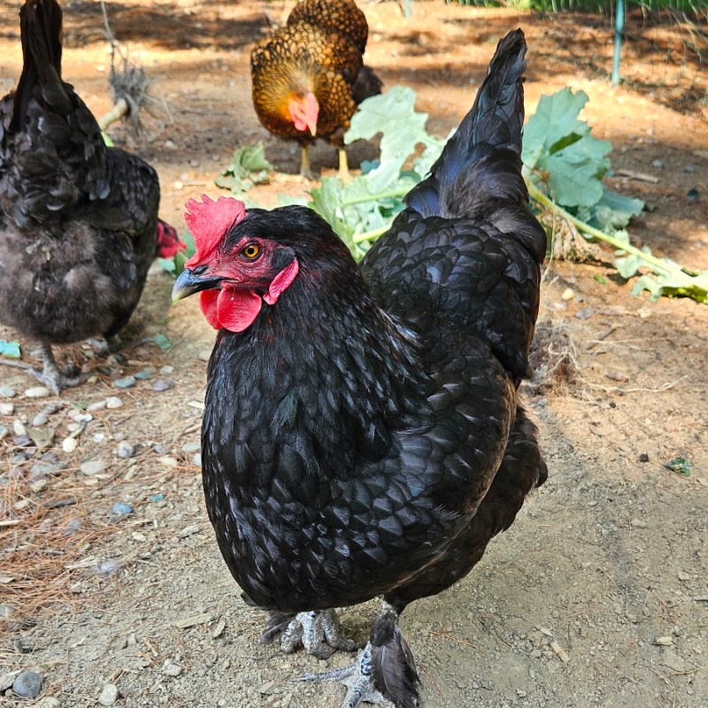 Can Chickens Eat Garden Scraps