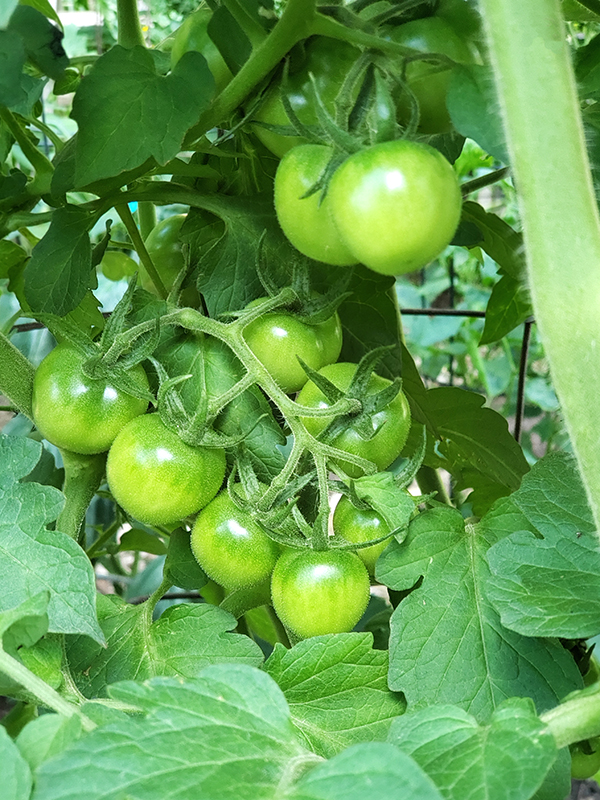 unripe cherry tomatoes