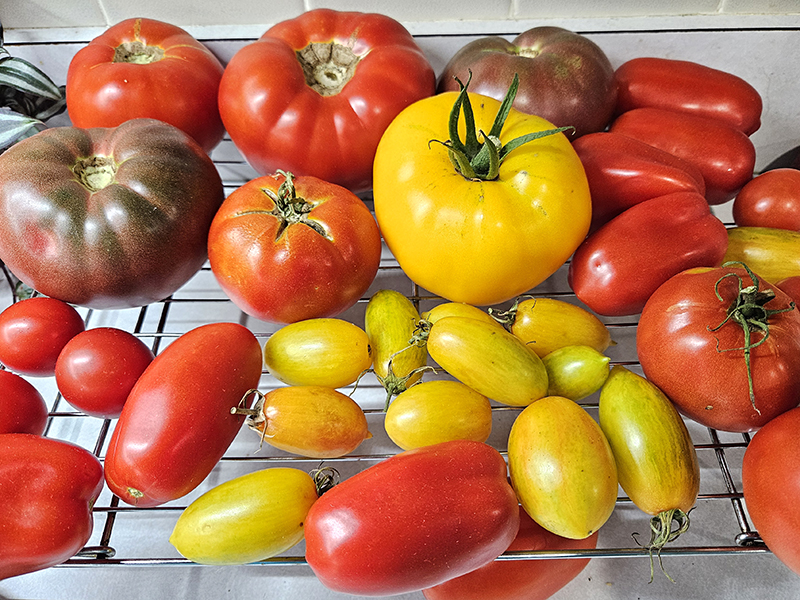 red, purple, and yellow tomatoes ripening on a kitchen counter - Choosing Best Tomato Varieties