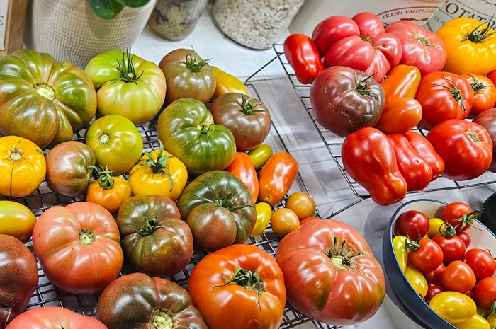 Choosing The Right Tomato Varieties For Your Garden And Harvest