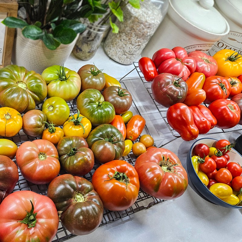 A kitchen counter full of ripening tomatoes