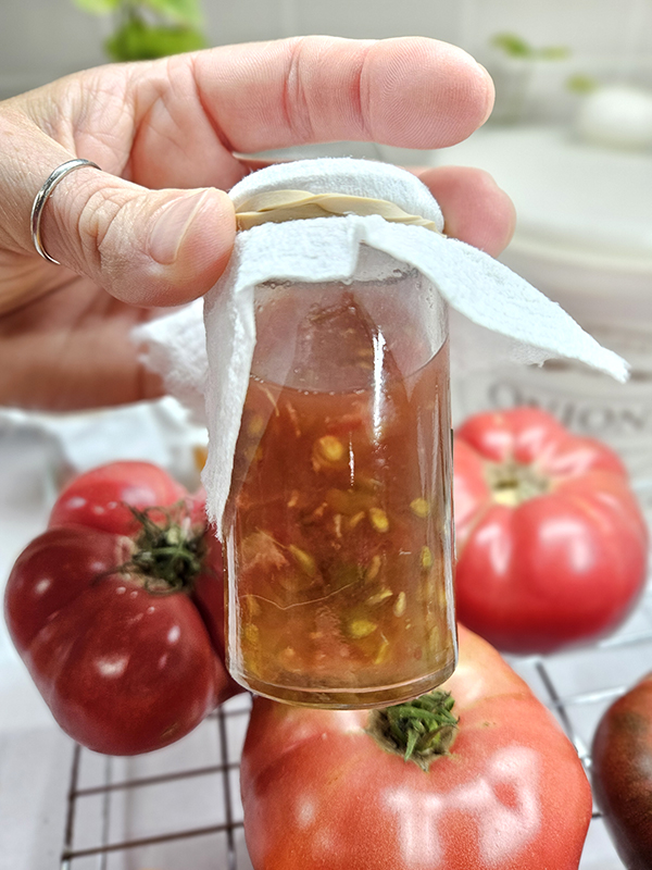 Fermenting tomato seeds  - Choosing Best Tomato Varieties