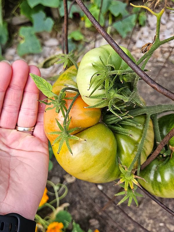 A huge slicing tomato