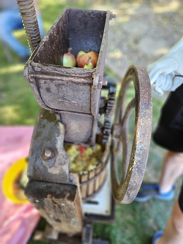 The apples cut in half waiting to be turned into pulp