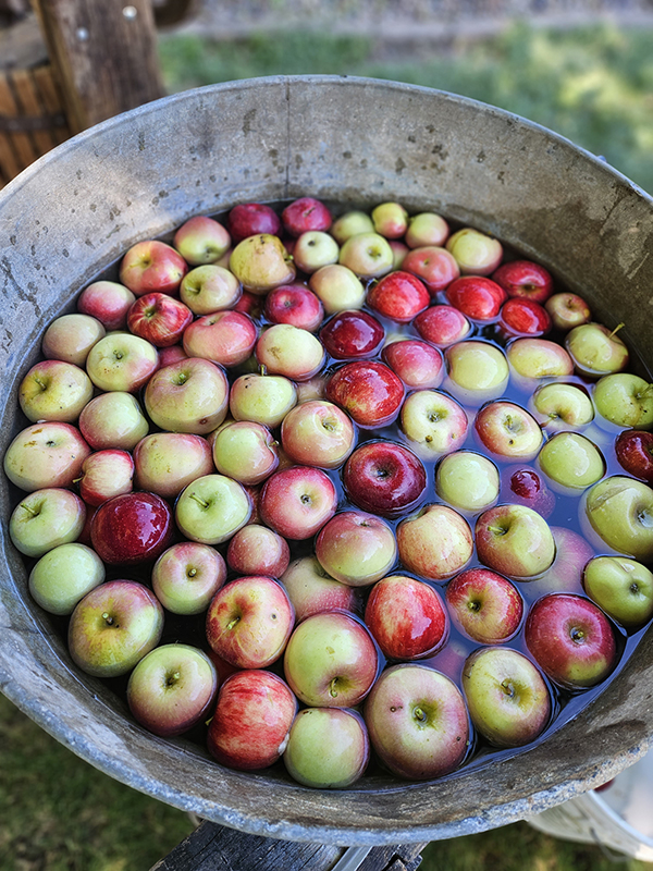A huge galvanized tub filled with apples and water