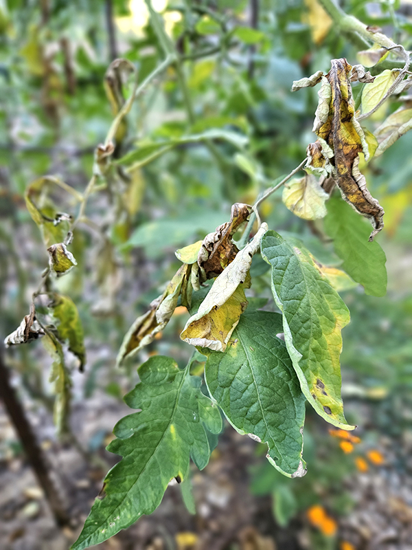 A plant with tomato blight - cleaning out the garden in the fall