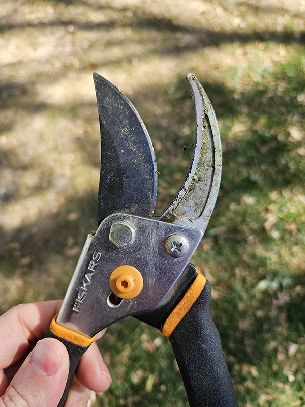 Dirty pruners - cleaning out the fall garden