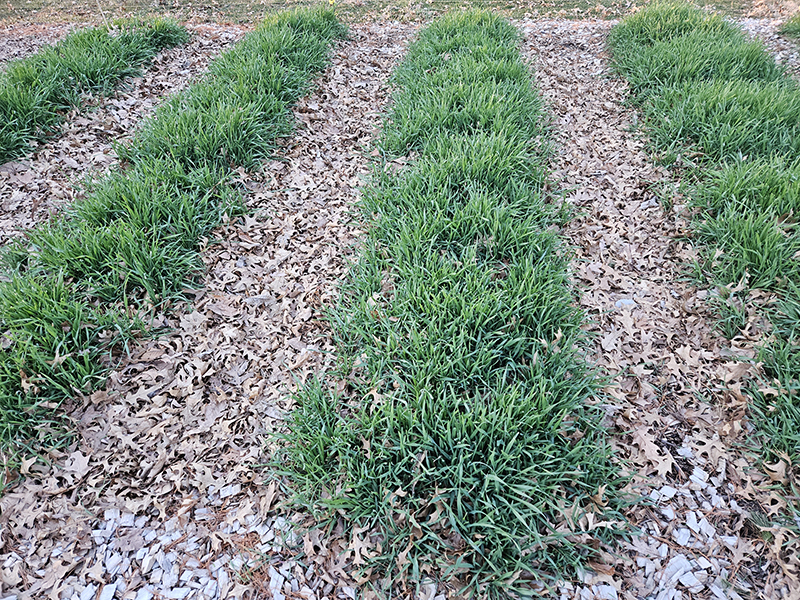 Cover crops in our growing rows