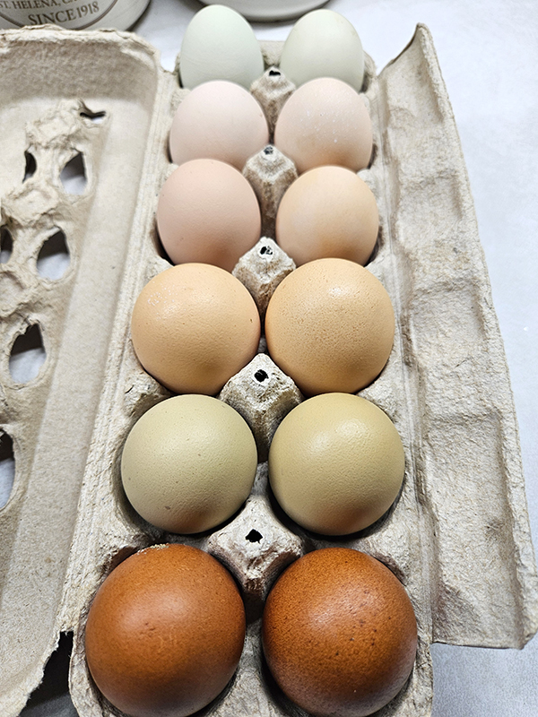 rainbow of eggs - 2025 Year In Review