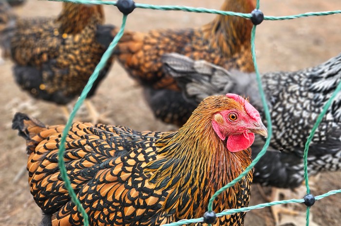 Cold Hardy Chickens – The Best Winter Breeds & Other Cool Tips