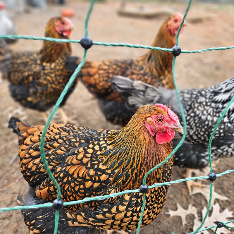 Cold hardy chickens