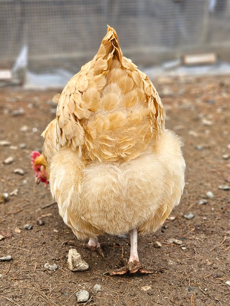 Cold Fowl Cold Hardy Chickens - The Best Winter Breeds & Other Cool Tips