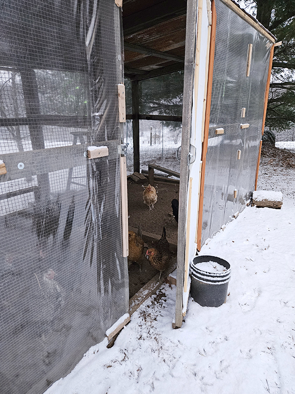 Plastic covered run - cold hardy chickens