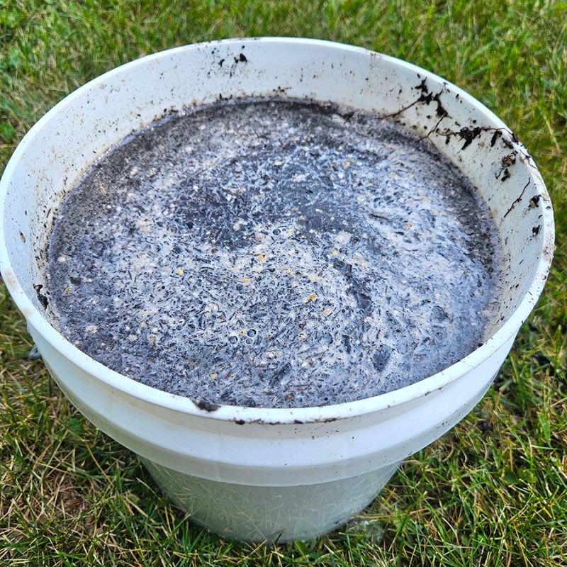 A new batch of simple compost tea